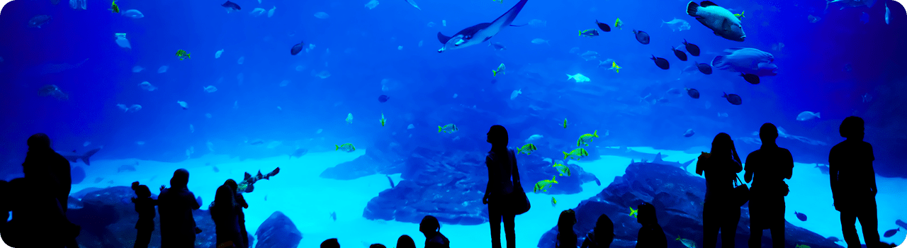 big-screen-fish-tank