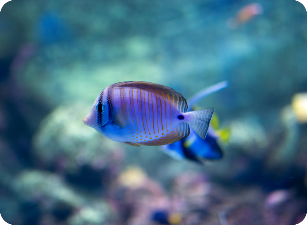 purple-strip-fish_mobile