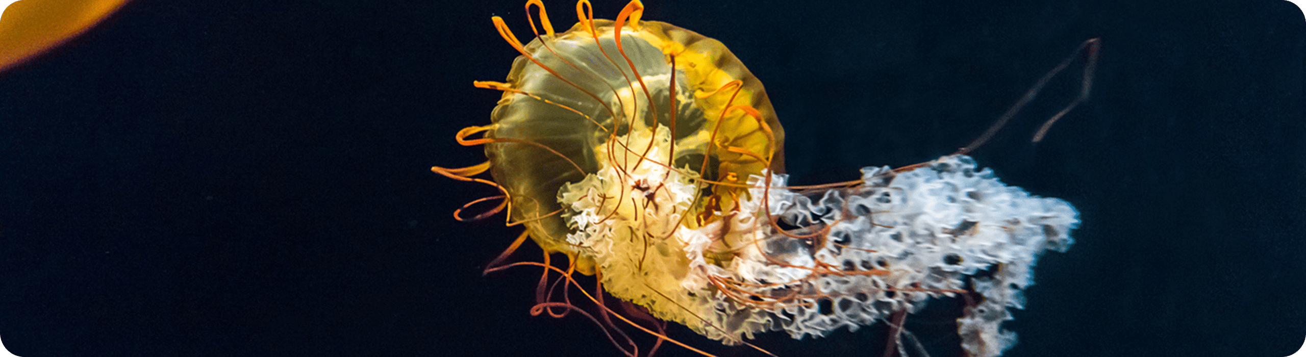 yellow-jelly-fish