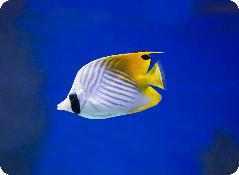 yellow-white-stripy-fish_mobile