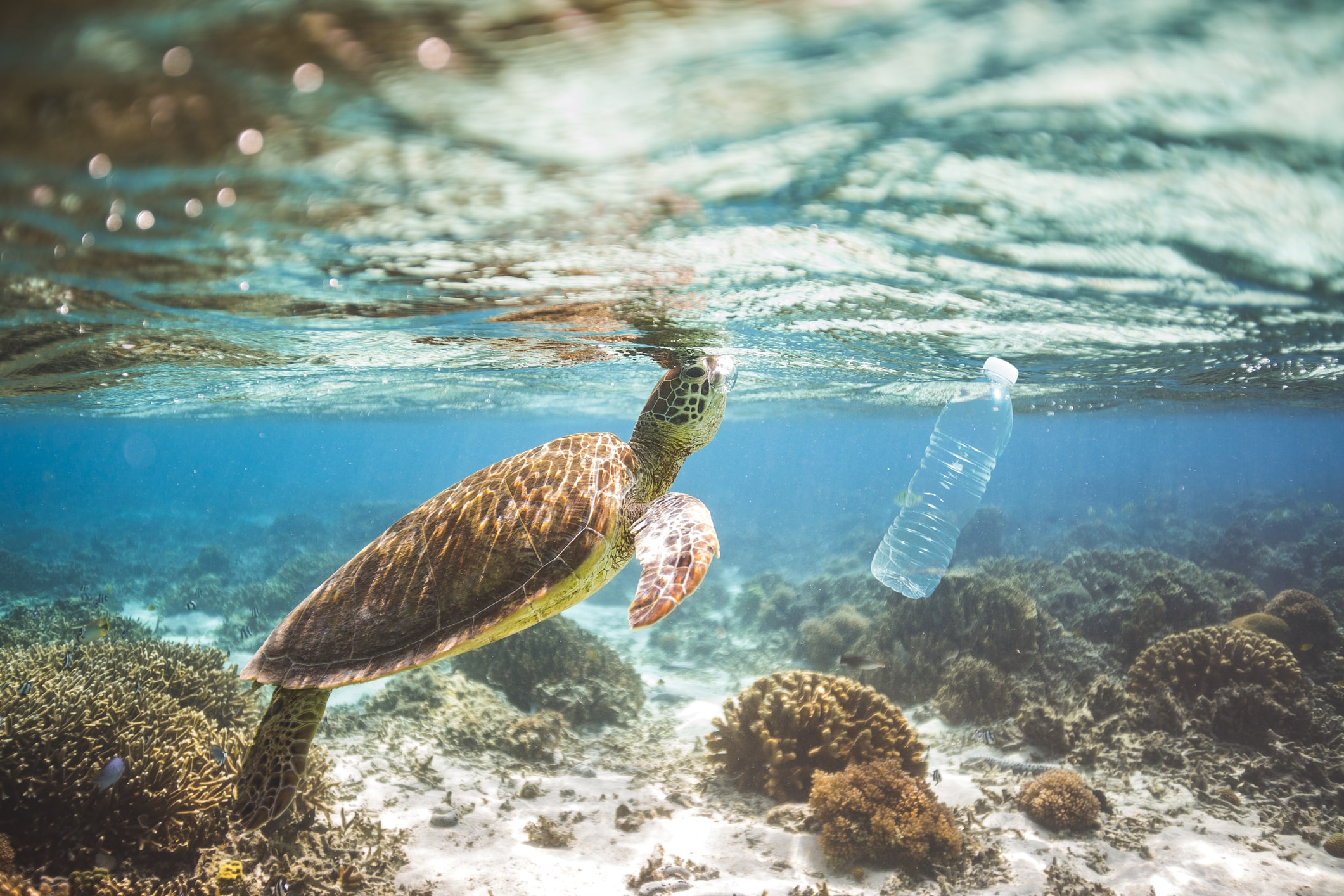 Clear blue aqua marine ocean with turtle and plastic bottle pollution