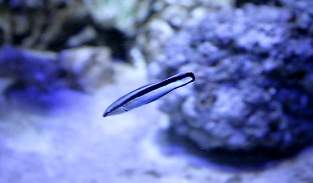 Cleaner Wrasse
