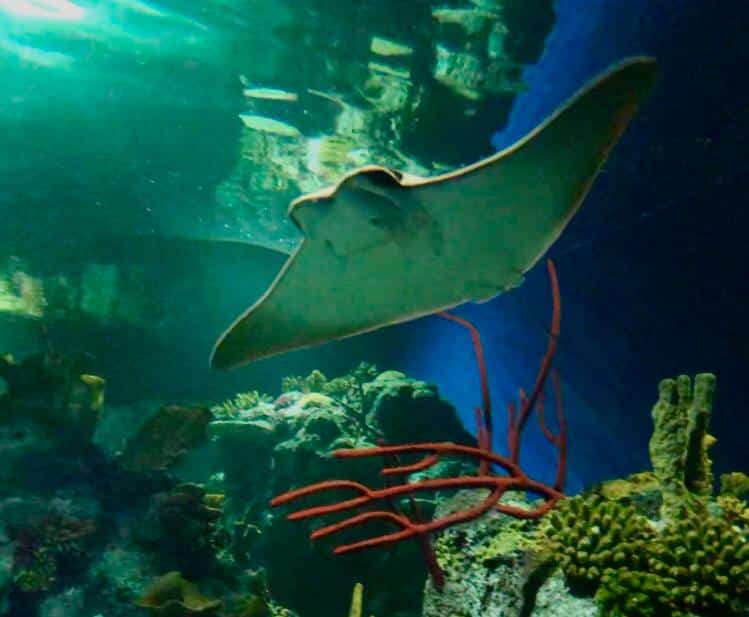 Cownose Rays Pic