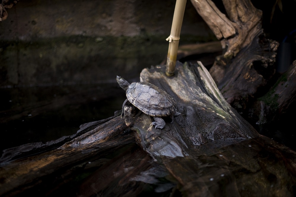 Red-Eared Slider - Featured Image