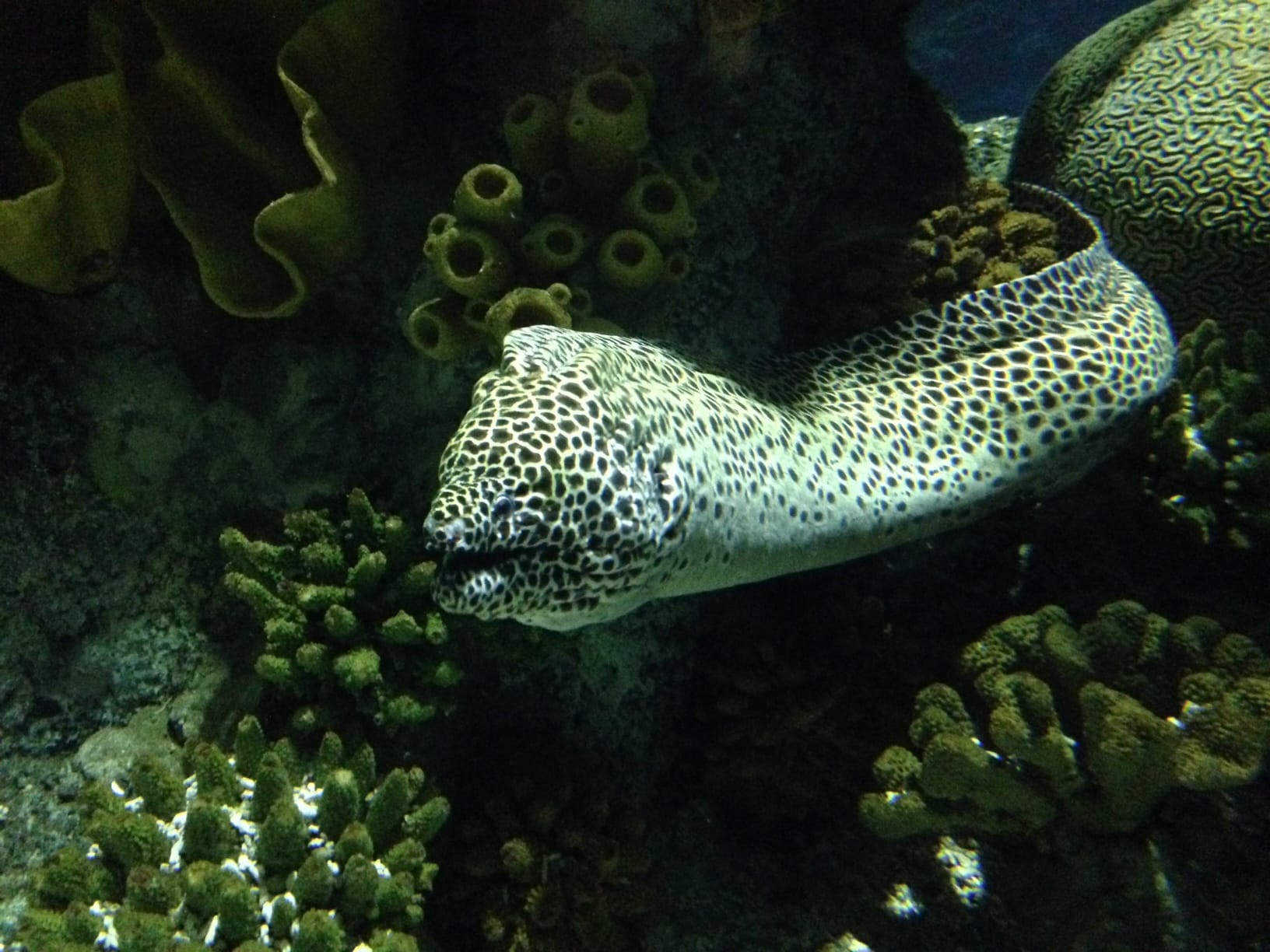 Honeycomb Moray Eel1