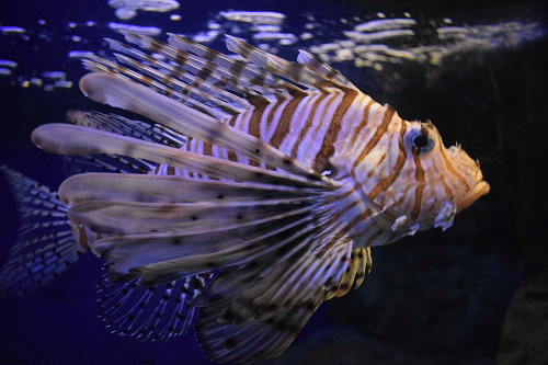 TYN Lionfish (4)