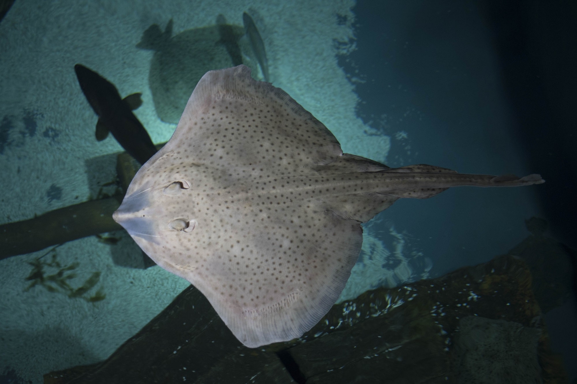 blonde-Ray-Bristol-Aquarium.jpg