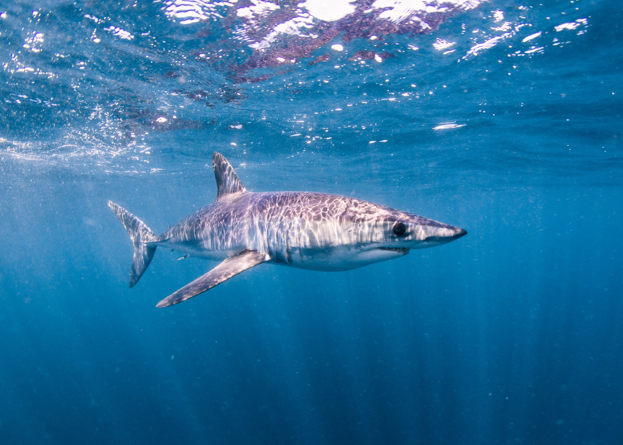 Short-fin Mako Shark