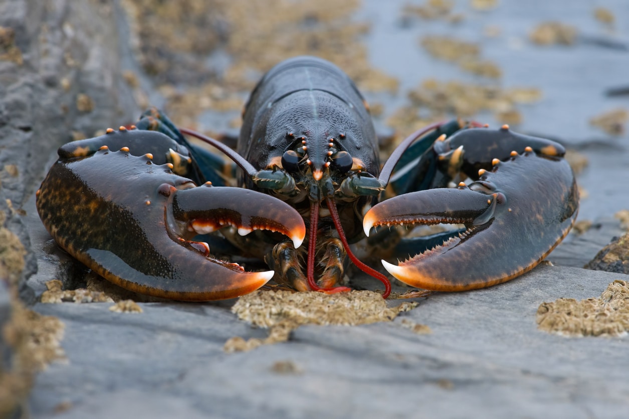Common Lobster
