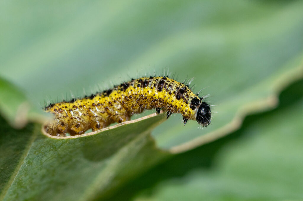 caterpillar on a leaf