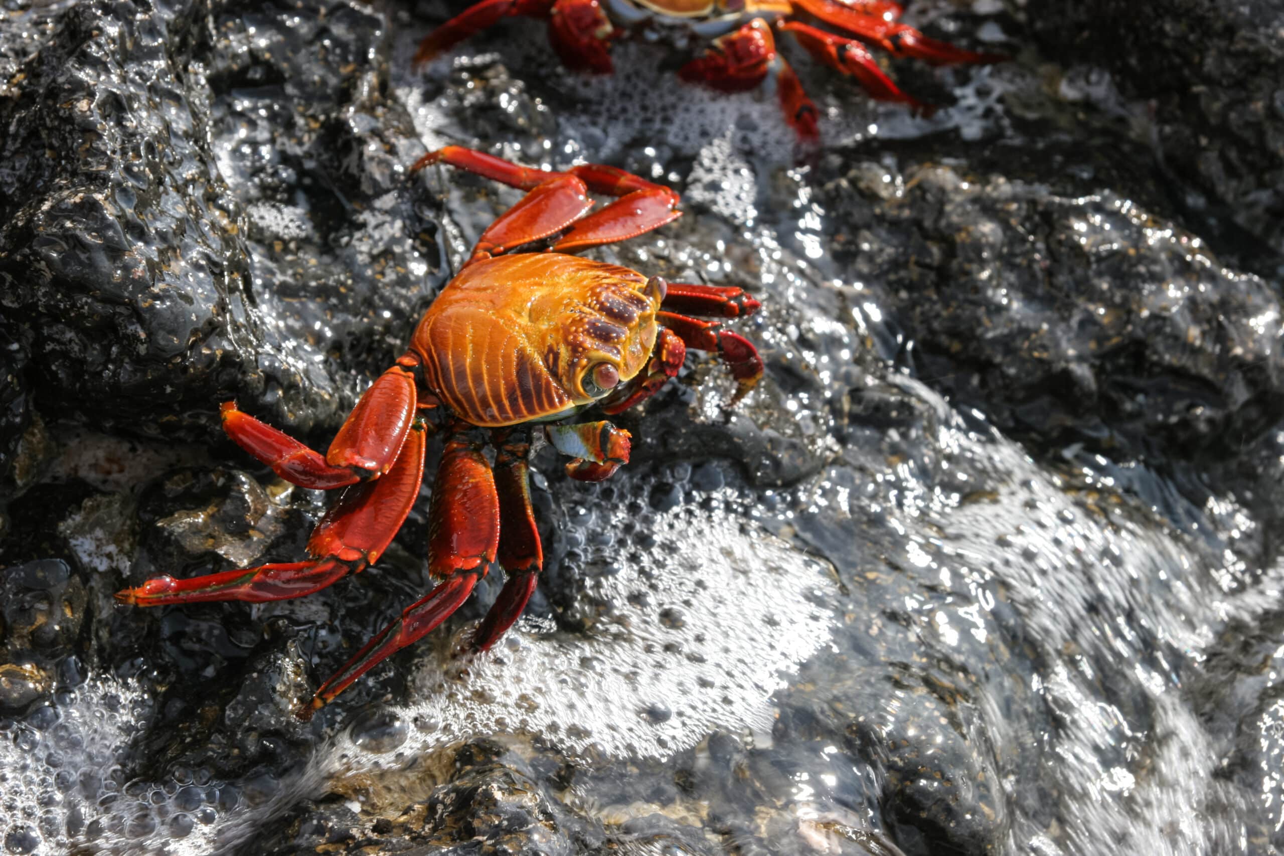 The brightly colored Sally Lightfoot crab (Grapsus grapsus) scuttles across the rocky Galapagos shoreline