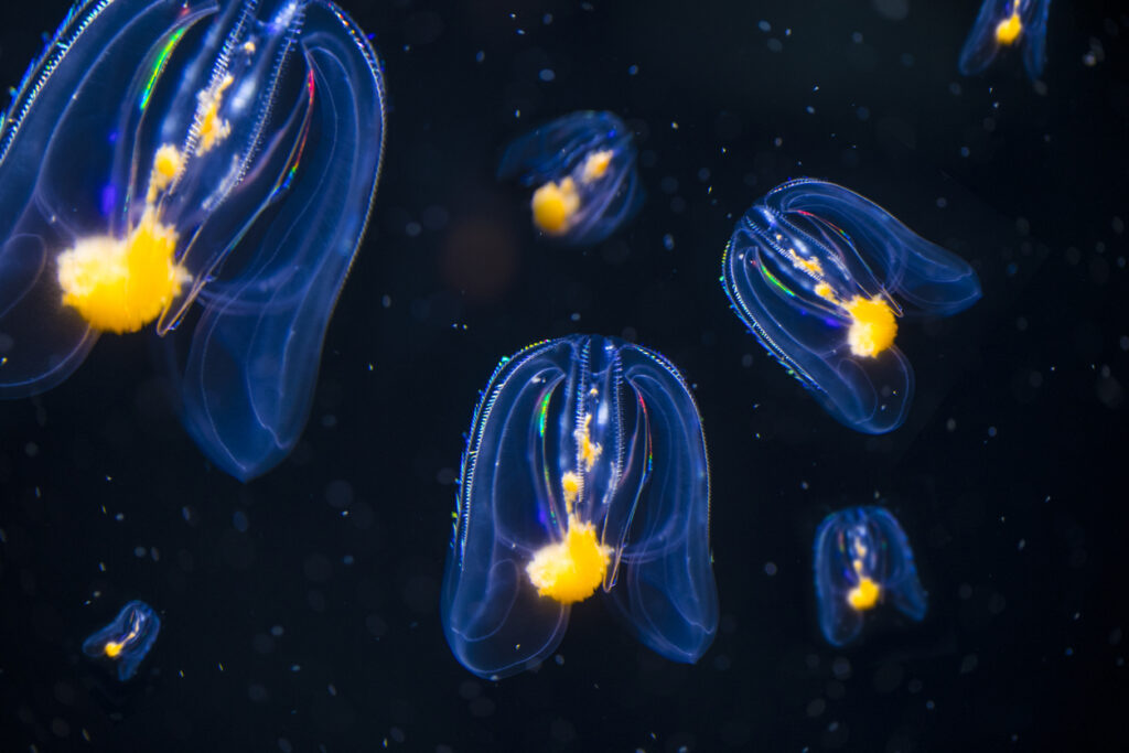 comb jellyfish in the ocean