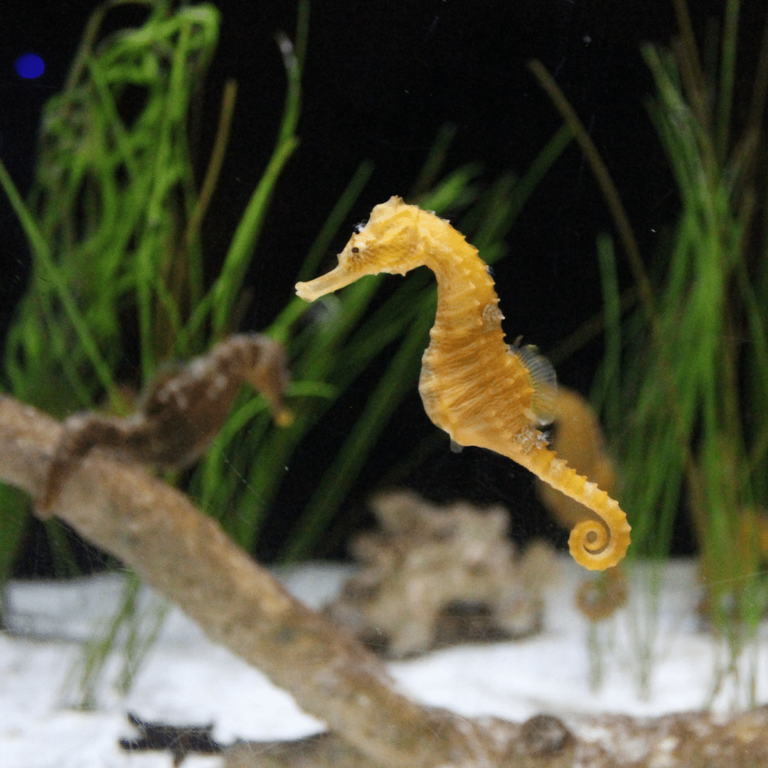 Seahorse Short Film