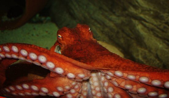 Giant-Pacific-Octopus-at-Bristol-Aquarium-550x320.jpg