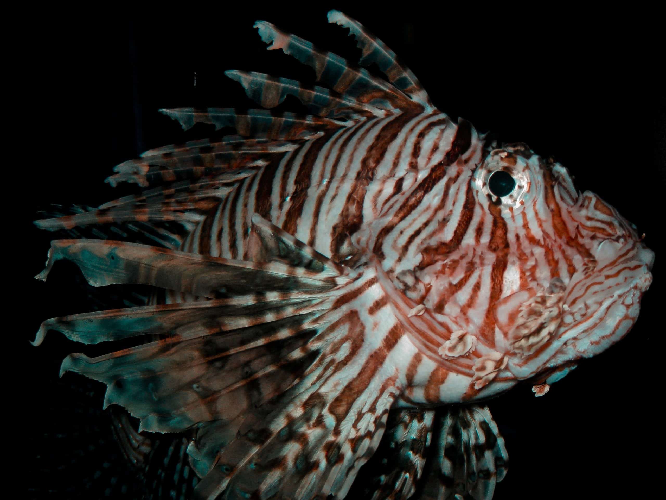 Lionfish 111