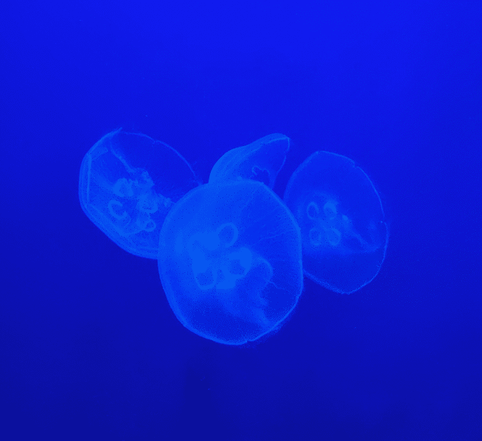 Moon Jellyfish