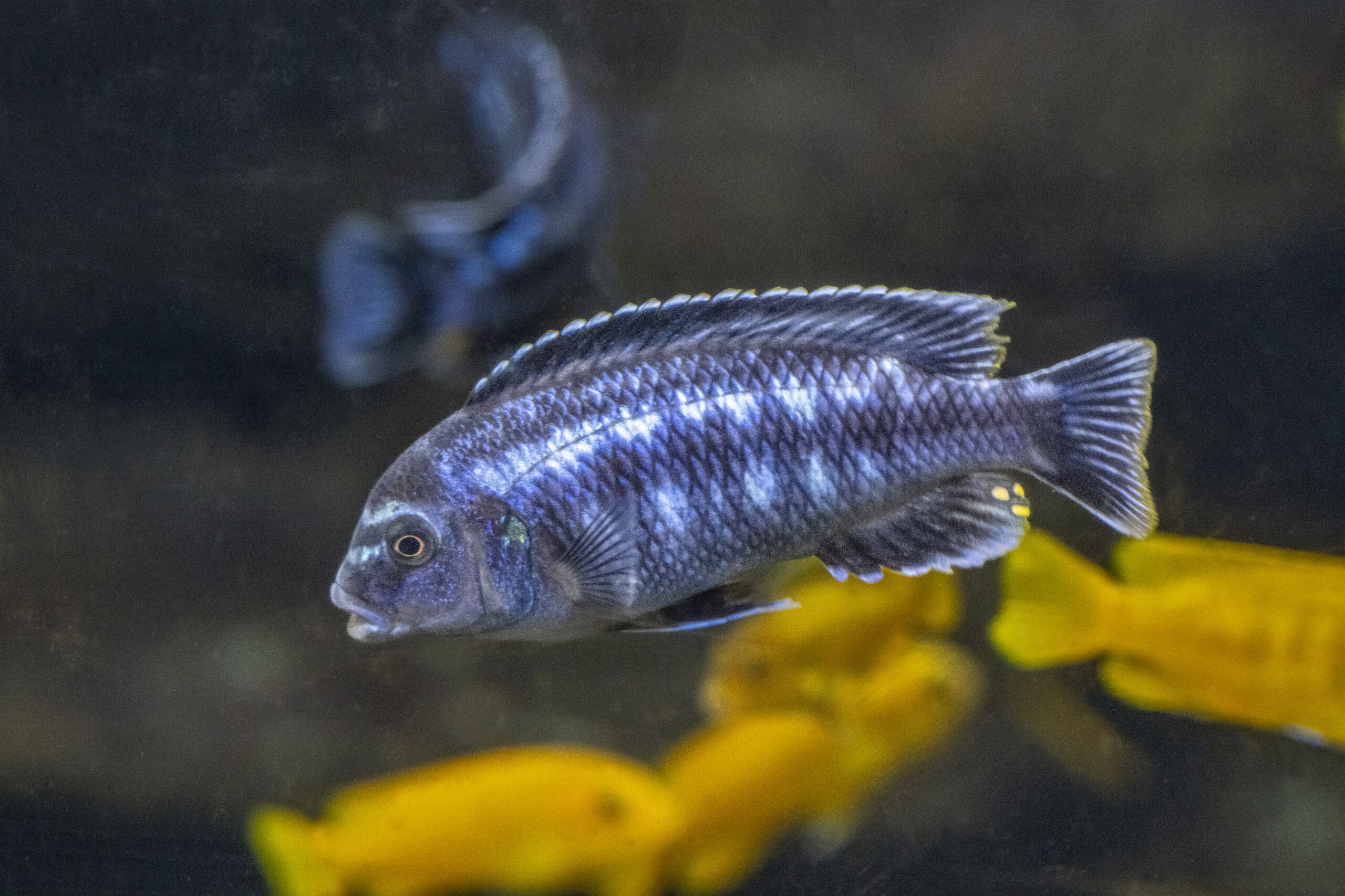 Saulosi Cichlids-6