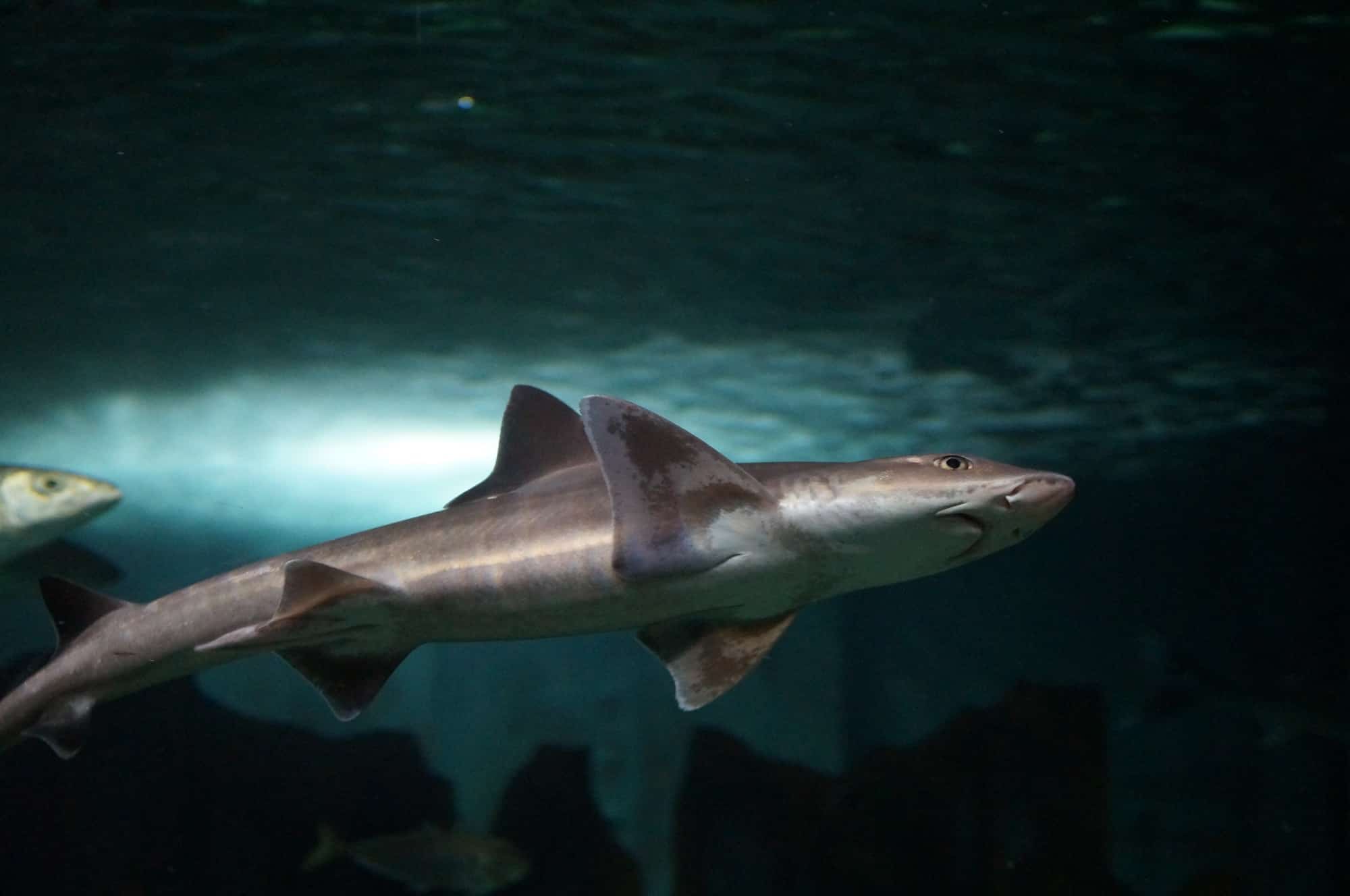 Celebrating Fintastic Friday: Advocating for the Protection of Sharks