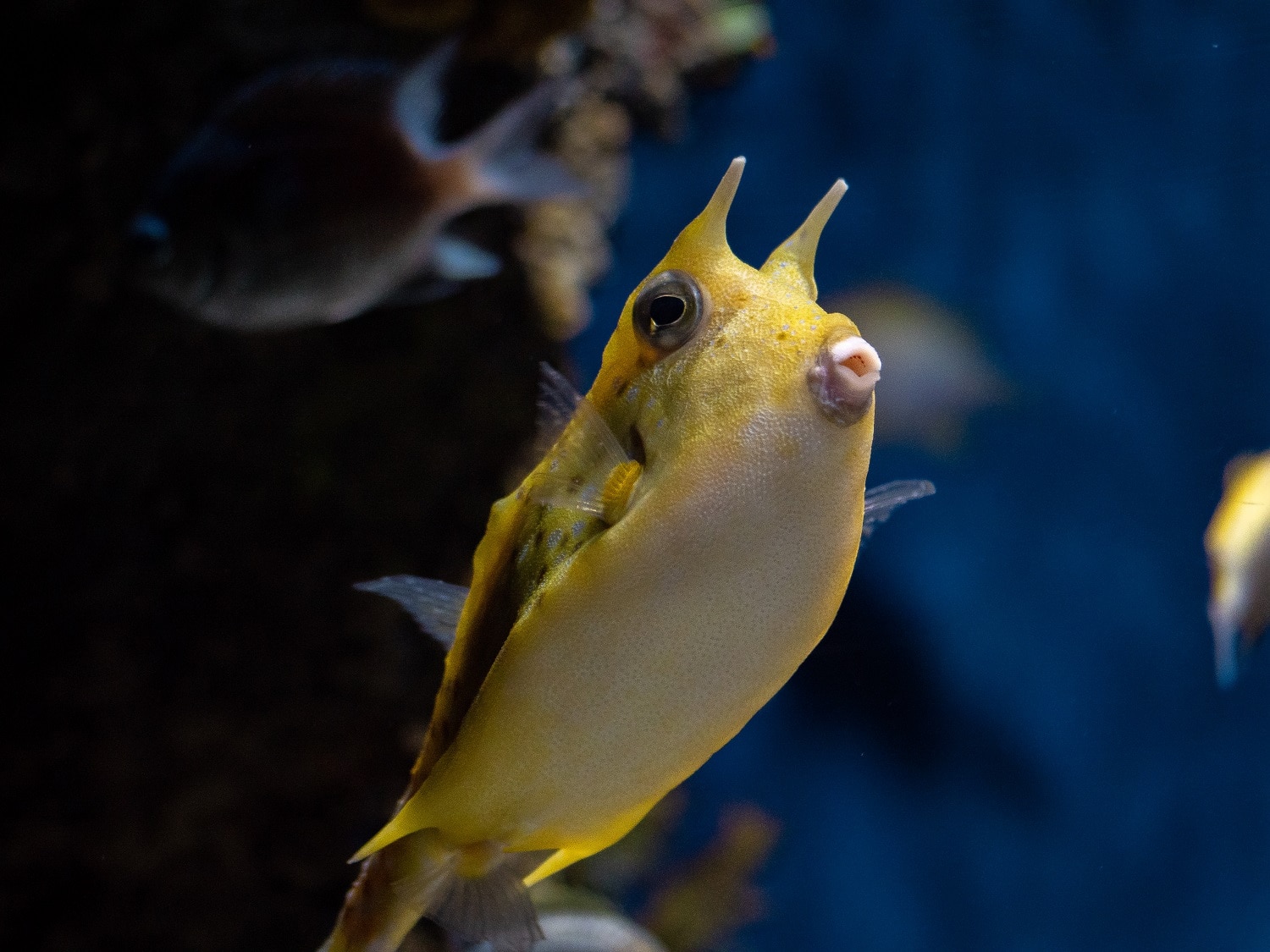 aquarium day 1 (11 of 12)