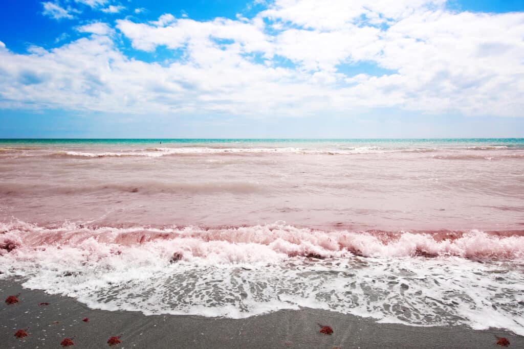 red tide beach in florida