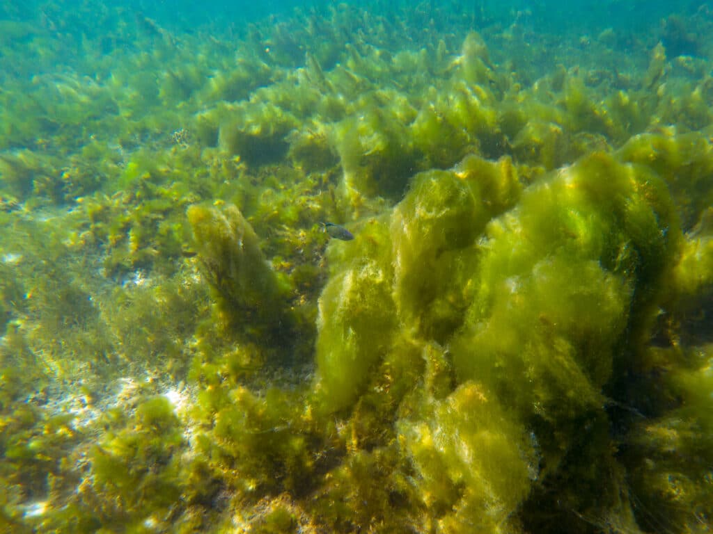 Seaweed on marine plants, underwater photo of tropical seashore. Mossy plant on coral reef. Phytoplankton undersea. Tropic seashore landscape with sea weed. Clean seawater pollution. Marine ecolo
