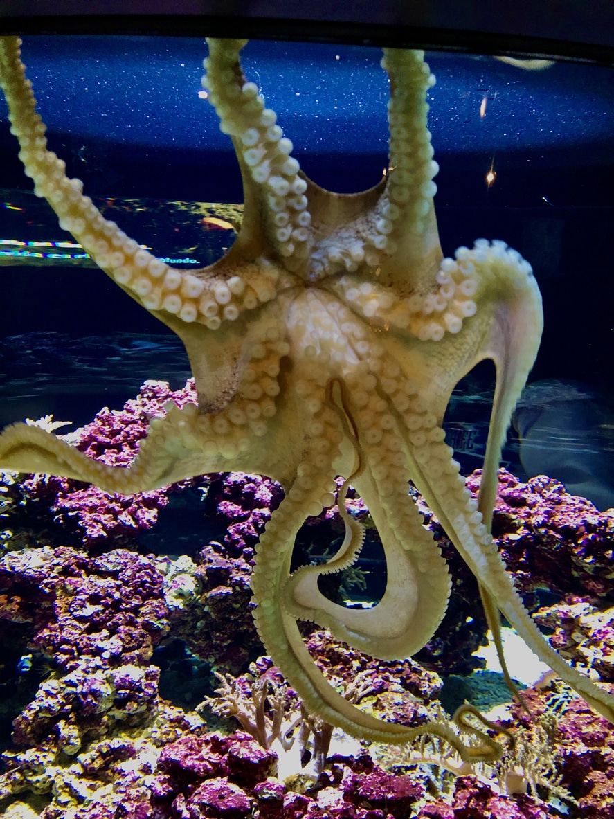 Octopus Hydrostat Do Octopuses Have Bones? Hydrostatic Skeletons Explained - Bristol Aquarium