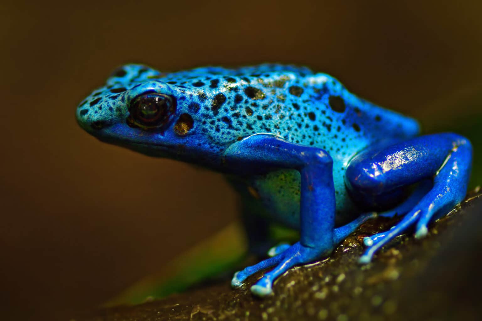 Frogs Have How Long Have Frogs Been Around? - Bristol Aquarium