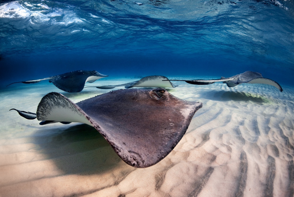 Swimming Stingrays