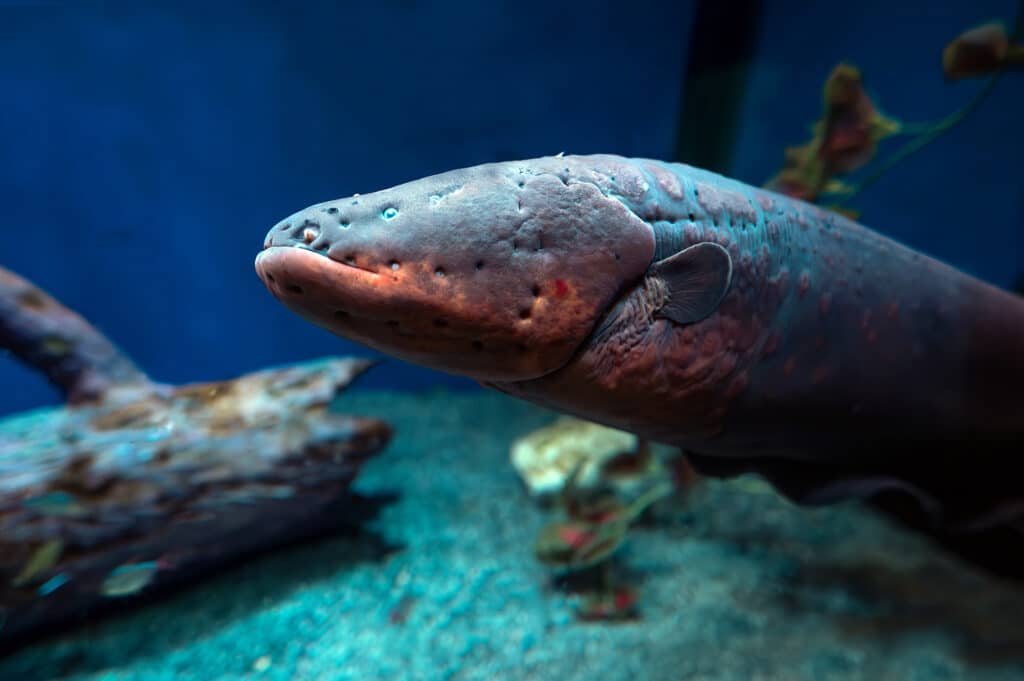 Electric eel (Electrophorus electricus) in aquarium