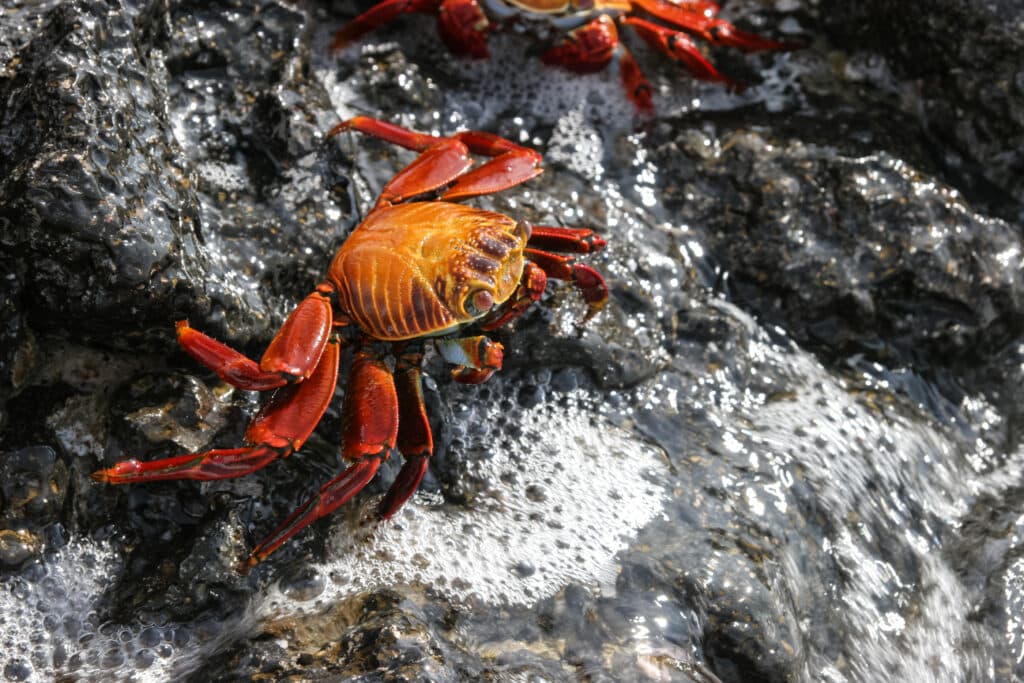 The Sally Lightfoot crab (Grapsus grapsus) is a striking species found along the rocky shores of the Galapagos Islands, known for its vivid orange and red coloration. These agile crustaceans are often seen clambering over rocks near the tide line, feeding on algae and detritus. Their bright, bold appearance contrasts beautifully with the dark volcanic rock.