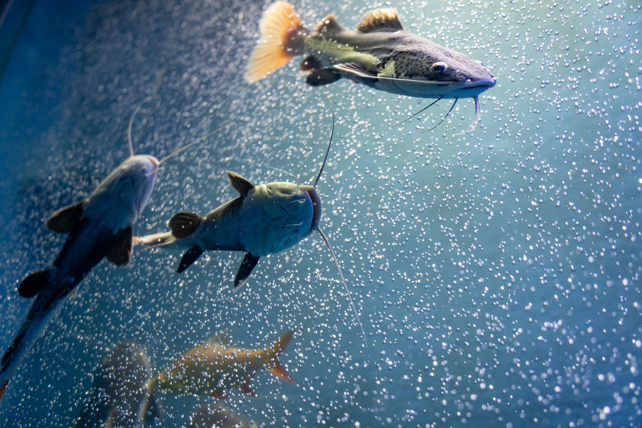 Learn All About Catfish: Species, Habitat and More - Bristol Aquarium