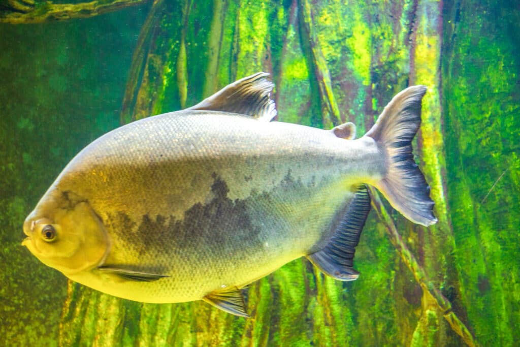 red pacu