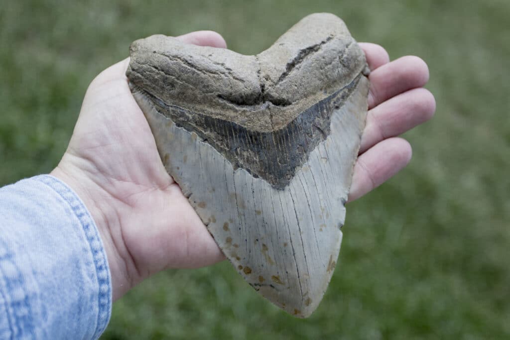 Large Megalodon Shark Tooth in Adult Hand