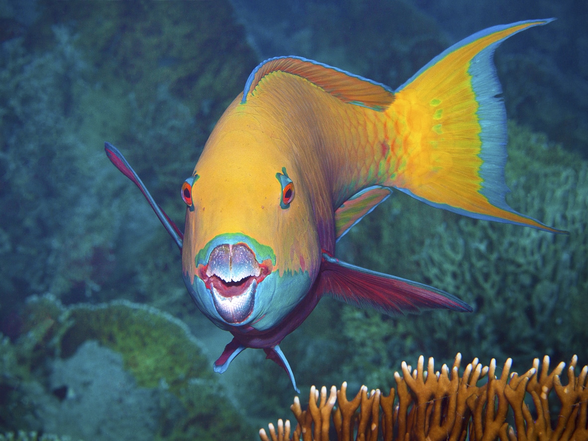 This parrotfish asks the underwater photographer for a portrait. I took this photo during a dive in the Northern Red Sea in Egypt.