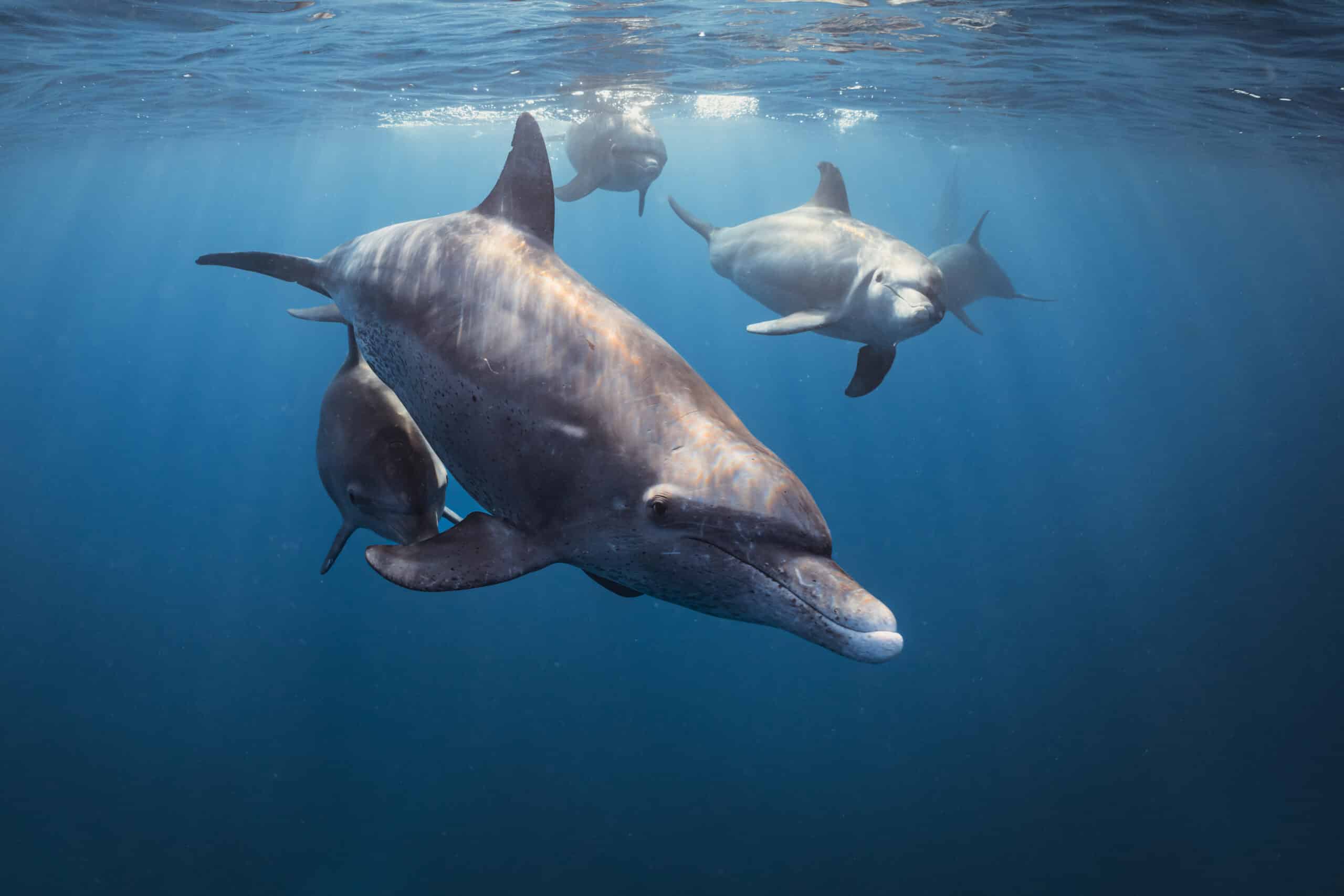 DOLPHINS OF THE REEF - FILM STILLS - 3