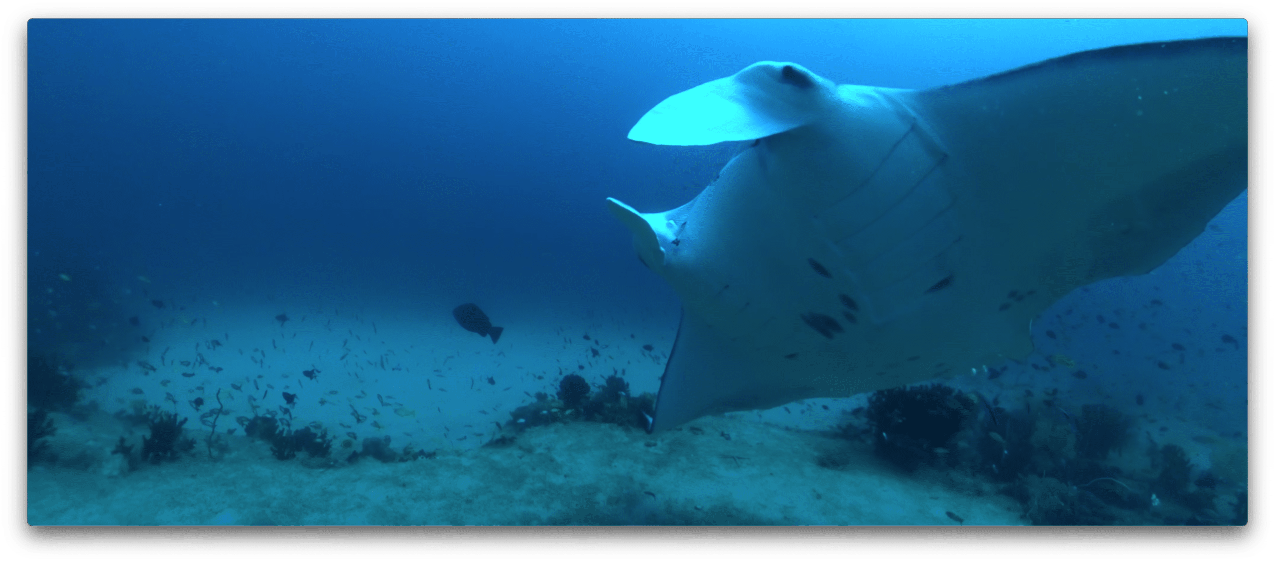 FLIGHT OF THE MANTAS - FILM STILLS - 1