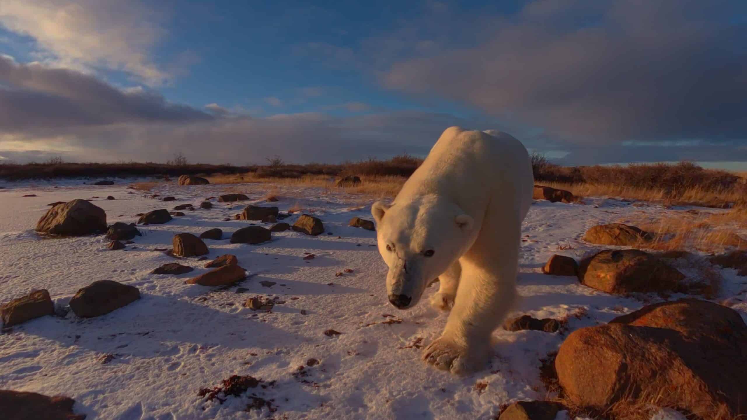POLAR ODYSSEY - FILM STILLS - 4