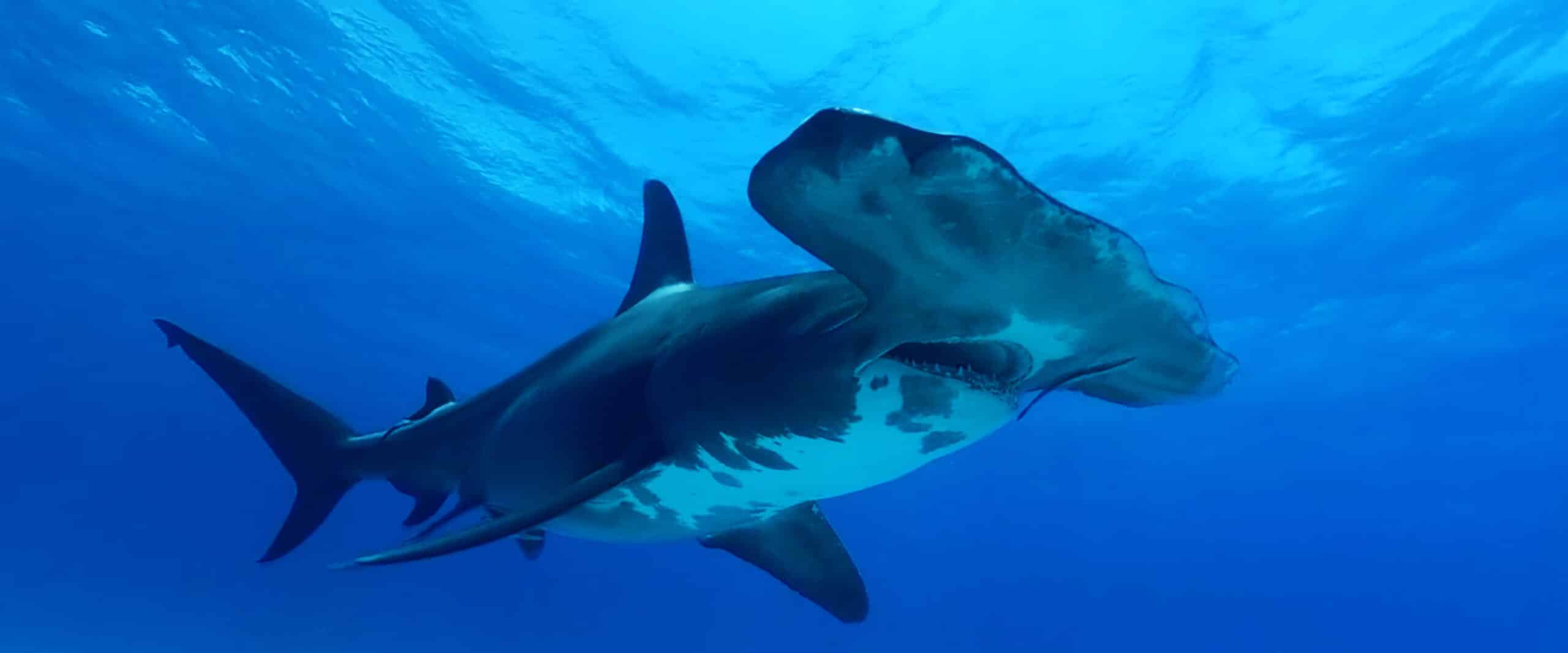 SHARK DIVE - FILM STILLS - 2