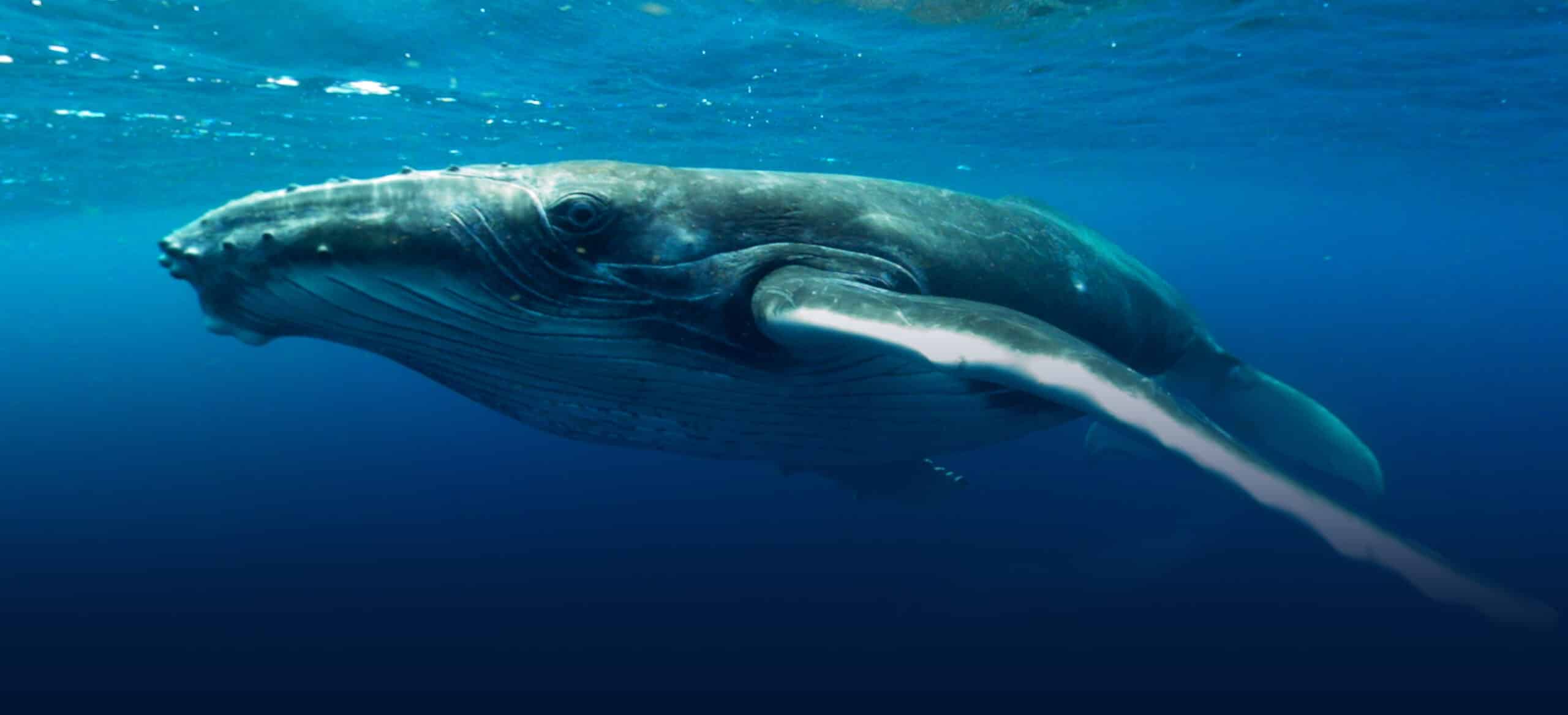 SWIMMING WITH HUMPBACKS - FILM STILLS - 1