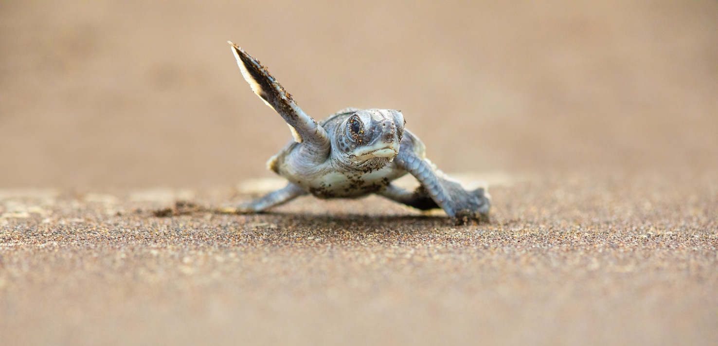 A baby green sea turtle scurries across the beach to get to the safety of the ocean