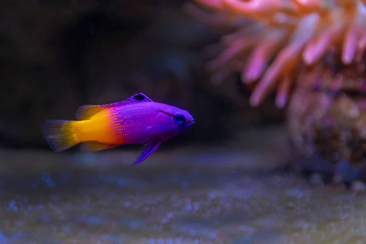 royal gramma fish
